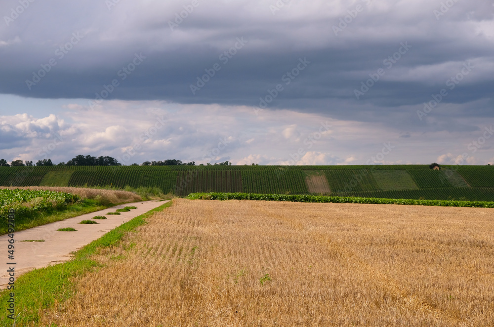 Rural landscape with fields of wheat stubble and vineyards. Dirt road. Germany.