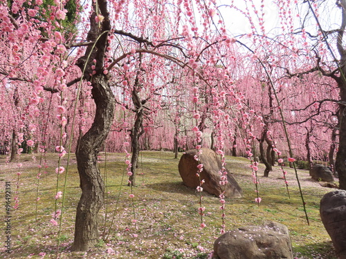 京都、城南宮の梅や花 photo