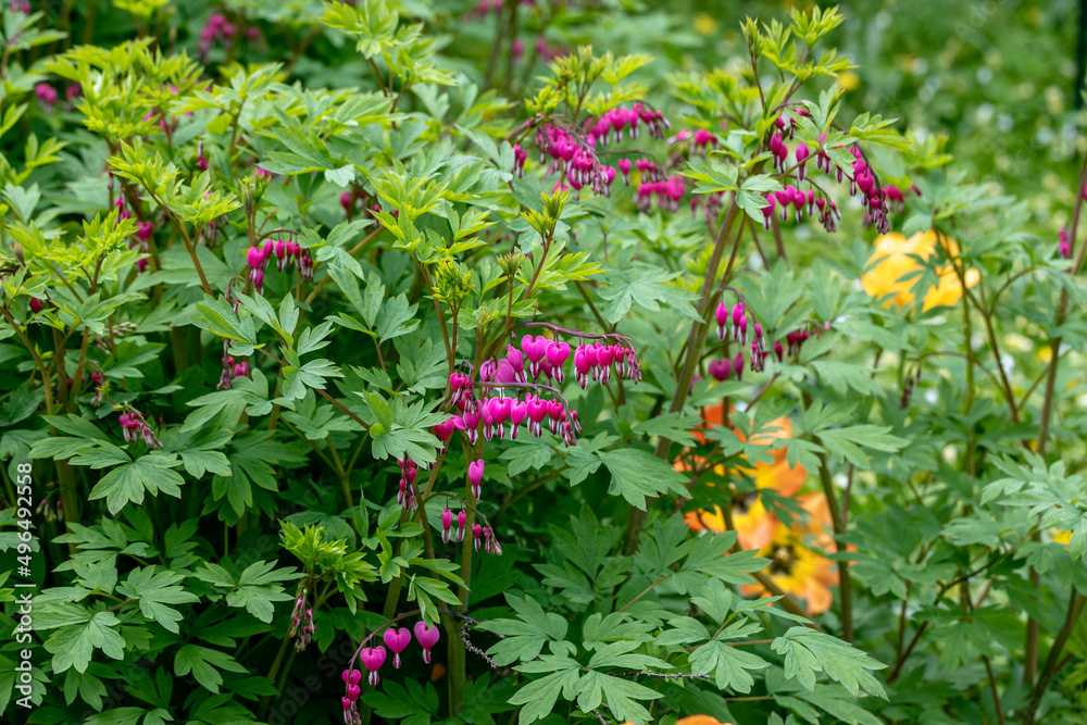 Flowers of a bleeding heart Dicentra Spectabils Flowers of a bleeding heart Dicentra Spectabils