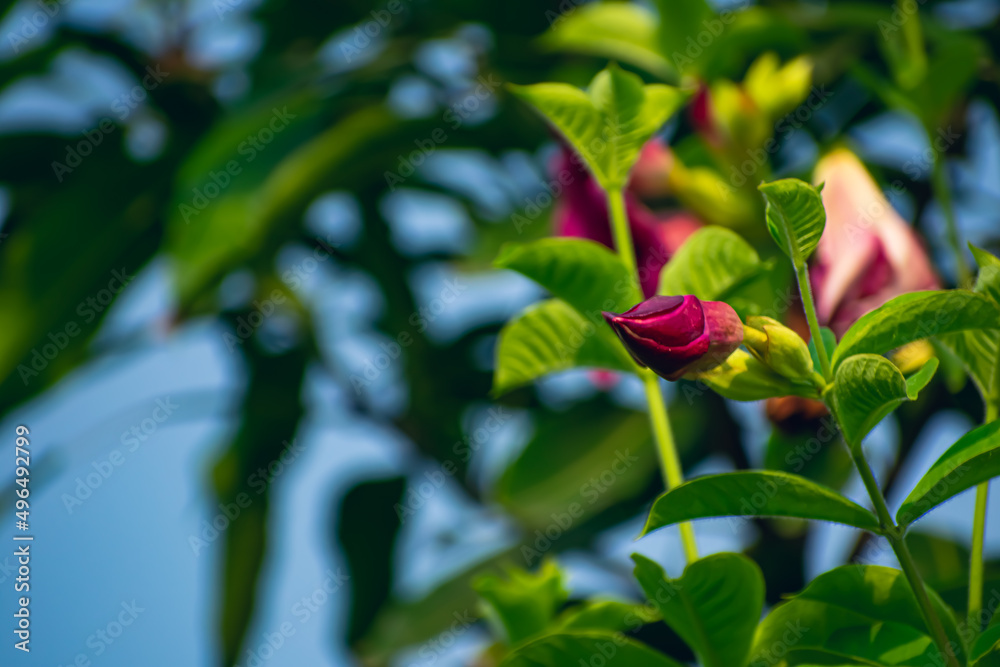 Allamanda is a genus of flowering plants in the family Apocynaceae. They are native to the Americas, where they are distributed from Mexico to Argentina. Allamanda is a genus of flowering plants in the family Apocynaceae. They are native to the Americas, where they are distributed from Mexico to Argentina.