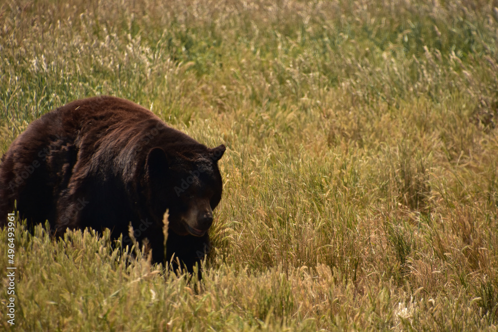 Fluffy Black Bear Walking Through a Field Fluffy Black Bear Walking Through a Field