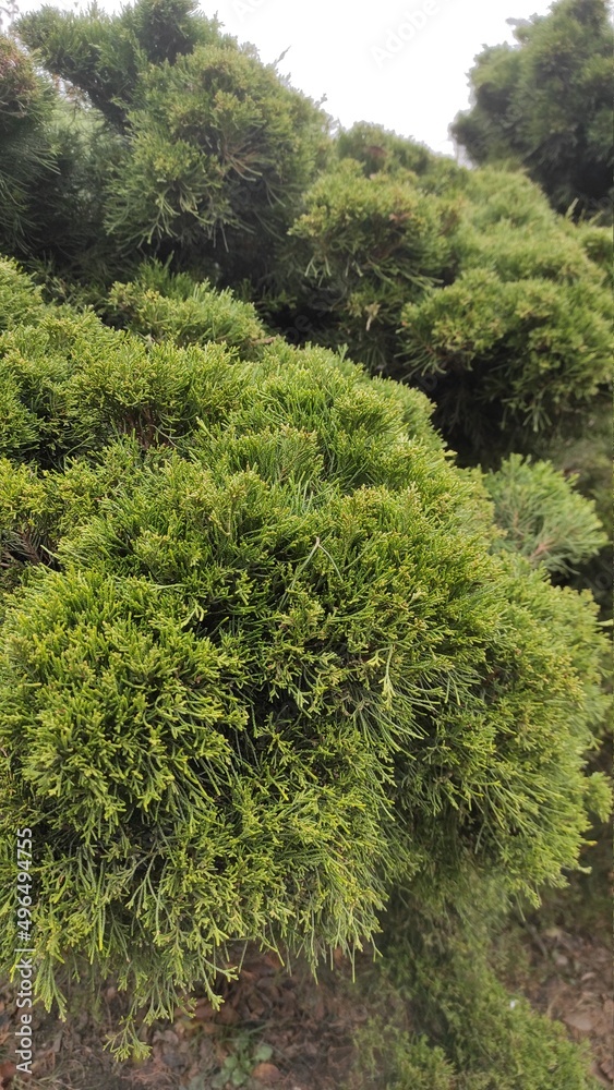 green moss in the forest