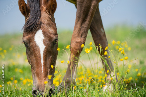 Photo horse in the meadow