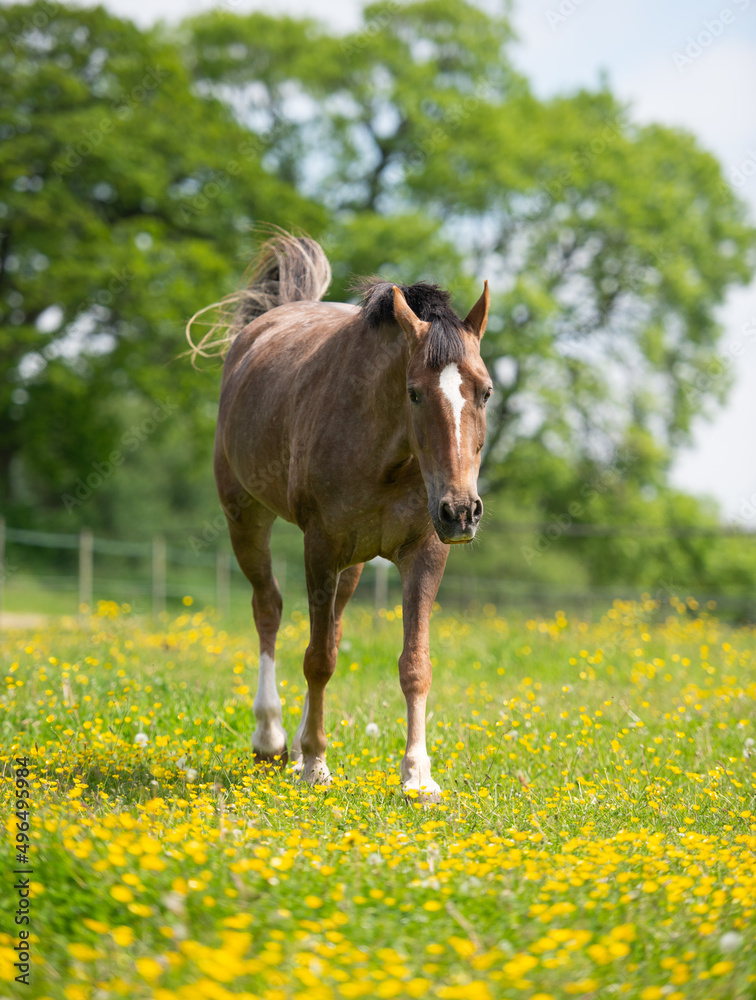 horse walking through paddock with buttercups horse walking through paddock with buttercups
