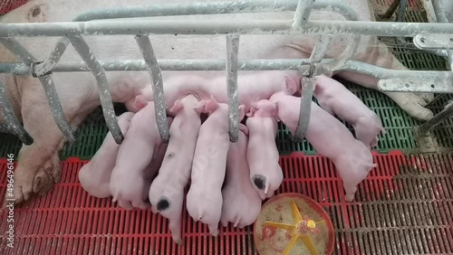 Porca e leitões. Ninhada de leitões a mamar na mãe numa exploração de suínos. Suinicultura. photo