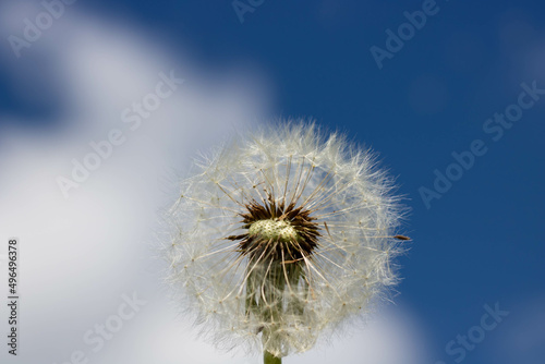 White fluffy dandelion with seeds  against a clear blue sky