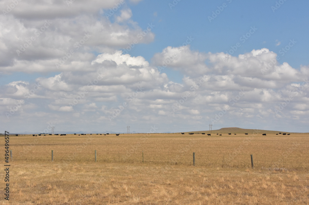 Remote Farm with a Grazing Herd in Wyoming
