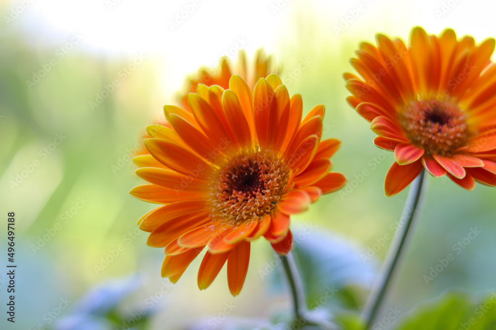 Orange flower Orange flower