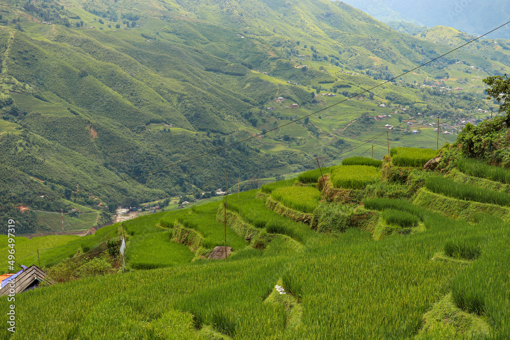 Rice field in Sa Pa
