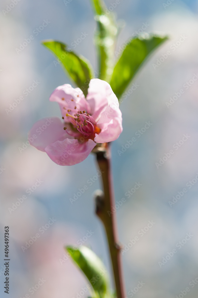 Obraz premium pink peach blossom isolated on a bokeh background
