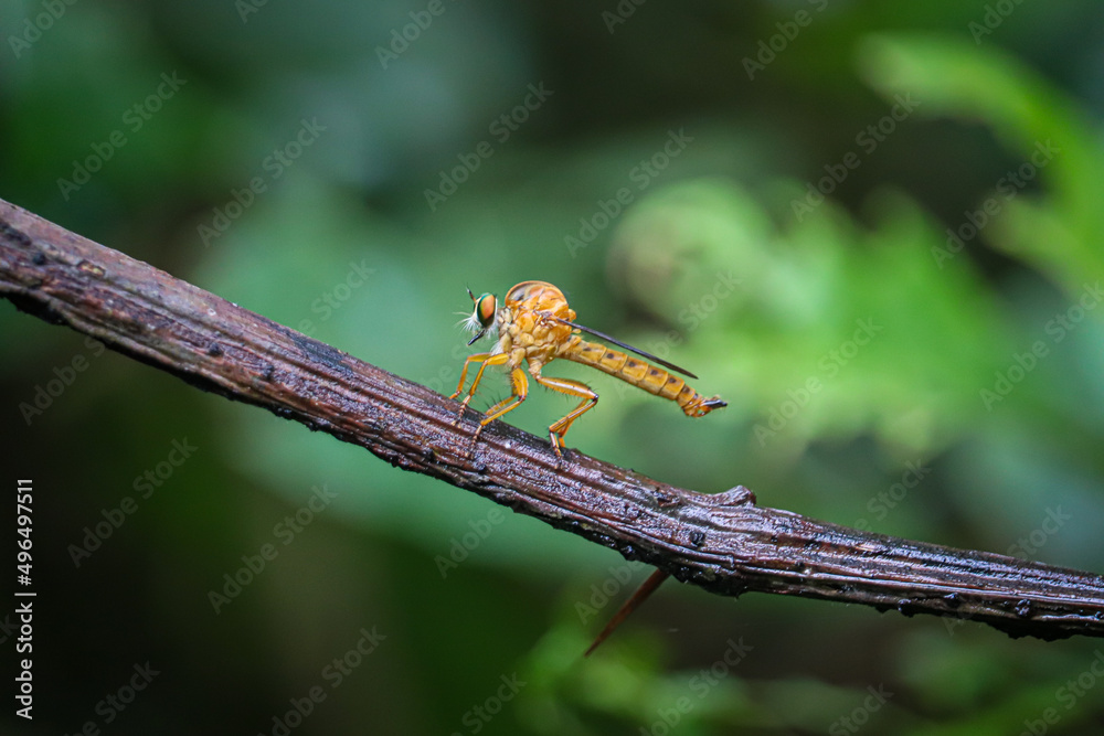 Dasypogoninae Dasypogoninae