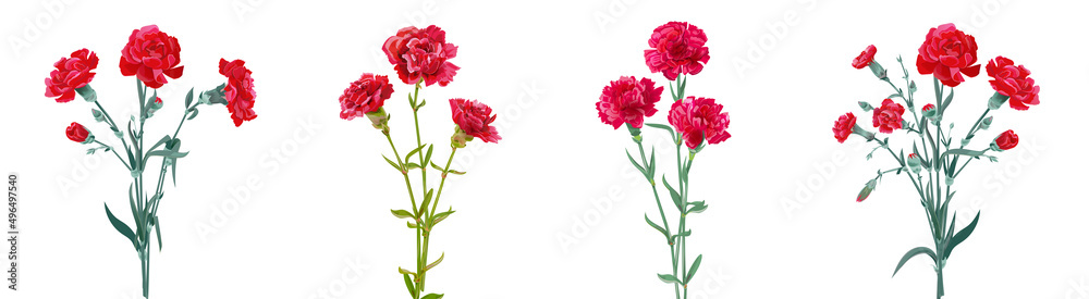 Panoramic view with carnation bouquets. Set of red flowers, green leaves on white background, collection for Mother's Day, Victory Day, digital draw, vintage illustration, vector, watercolor style Panoramic view with carnation bouquets. Set of red flowers, green leaves on white background, collection for Mother's Day, Victory Day, digital draw, vintage illustration, vector, watercolor style