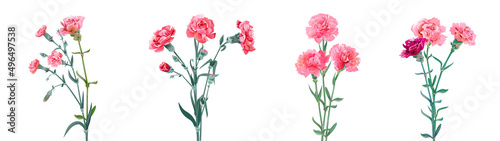 Panoramic view with carnation bouquets. Set of pink flowers, green leaves on white background, collection for Mother's Day, Victory Day, digital draw, vintage illustration, vector, watercolor style