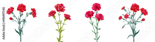 Panoramic view with carnation bouquets. Set of red flowers, green leaves on white background, collection for Mother's Day, Victory Day, digital draw, vintage illustration, vector, watercolor style