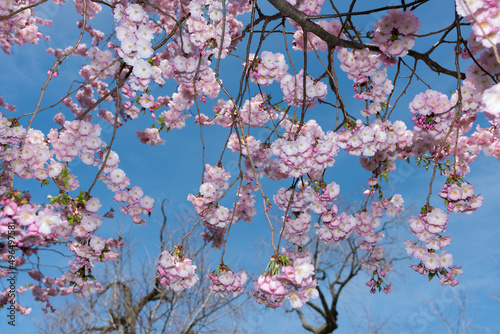 pink tree blossoms on a blue sky in spring © eugen