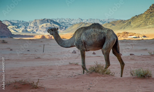 Camels in the Wadi Rum desert in Jordan