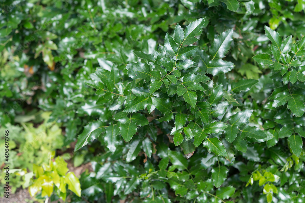 Ilex aquifolium or holly viewed from above Ilex aquifolium or holly viewed from above