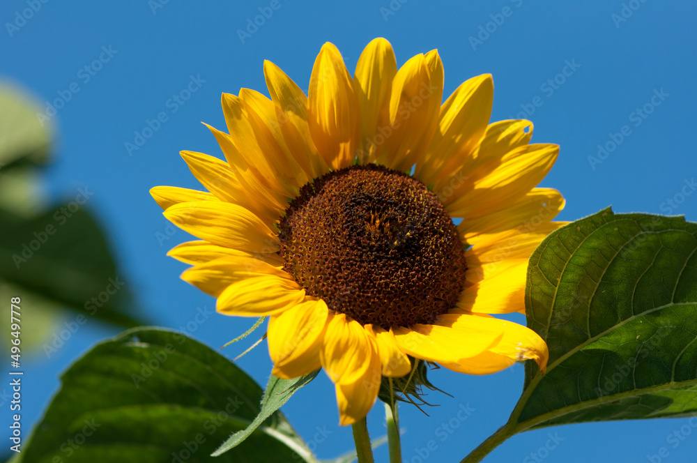 sunflower and leaves on a clear blue sky sunflower and leaves on a clear blue sky
