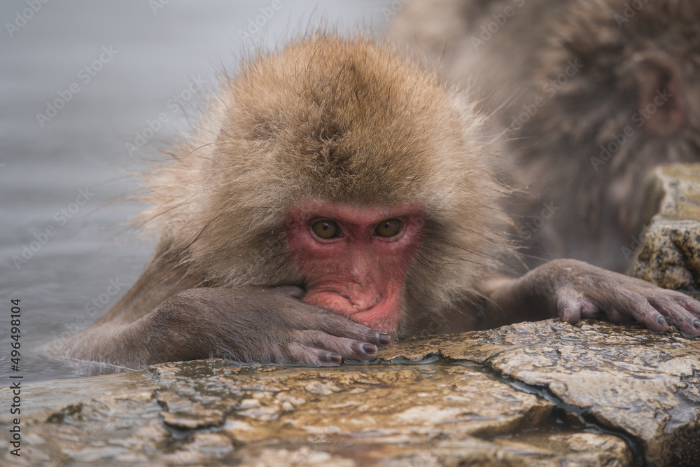 Naklejka premium The Japanese macaque (Macaca fuscata)