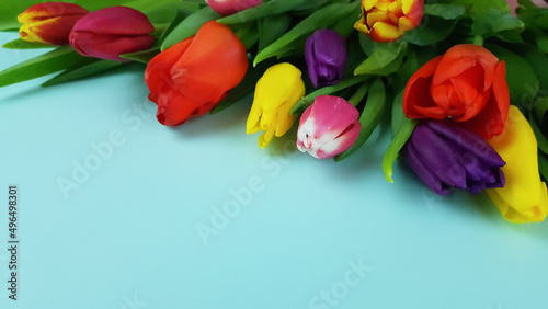 tulips are multicolored on a blue background. wish you a happy holiday. place for text