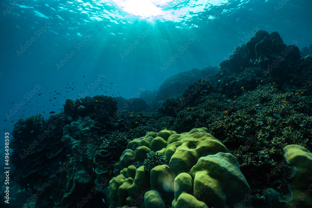 Fototapeta premium Beautiful underwater corals of the Andaman Sea in Thailand.