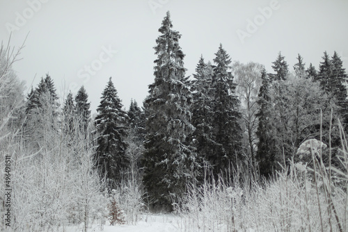 We ate in snow. Winter forest outside city. Landscape in national park.