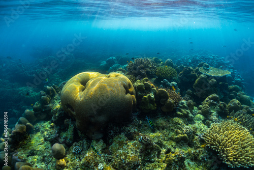 Beautiful underwater corals of the Andaman Sea in Thailand. © satit