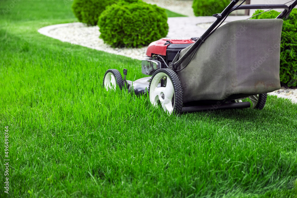 Fototapeta premium Lawn mower cutting green grass in backyard, mowing lawn
