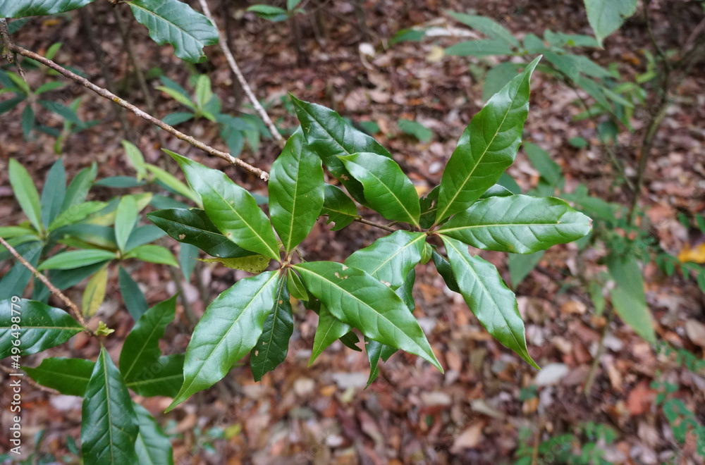 Green leaves of Phoebe paniculata (Nees) Nees in cloud forests of northern Thailand. Green leaves of Phoebe paniculata (Nees) Nees in cloud forests of northern Thailand.