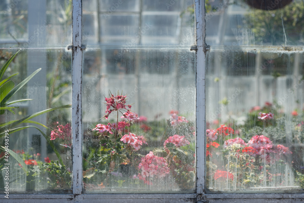Fototapeta premium view through a glass window or colorful geraniums inside a greenhouse