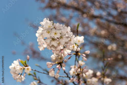 cherry tree blossoms