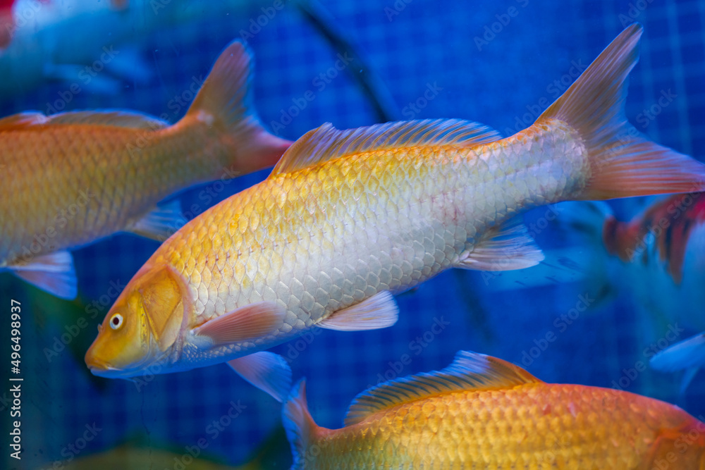 Close-up of big koi raised in fish tank Close-up of big koi raised in fish tank