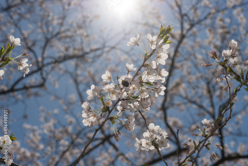 sunburst  sky  and branches with blossoms