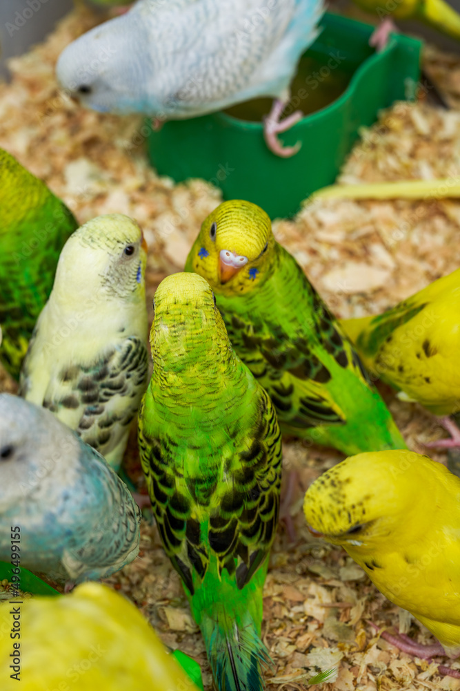 Obraz premium A cage of cute parrots for sale in the flower and bird market