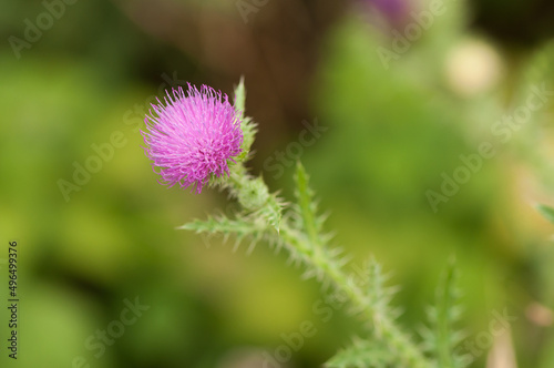 flower of a thistle isolated on a bokeh background