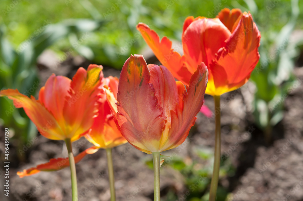 parrot tulips in a garden (with artificial light) parrot tulips in a garden (with artificial light)