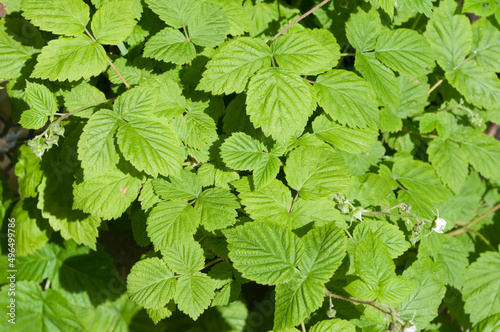 green leaves background (likely raspberry) in the sun © eugen
