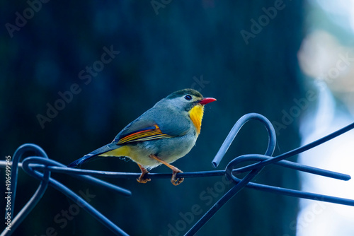 Red-billed leiothrix on a fence photo