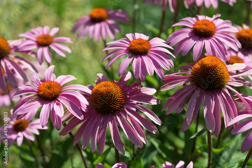 pink echinacea blossoms in the sun