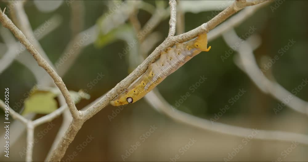 Caterpillar of army green hawk moth, Daphnis nerii, crawling on plant gardenia, pinwheel flower tree or crape jasmine. Houseplant pest control concept. Life before cocooning.