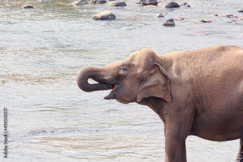 A juvenile Asian elephant in Sri Lanka drinks water from the river she is standing in. photo