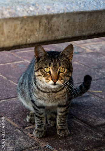 A cat of a European breed on the street poses for a photographer.