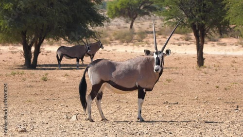 Large Gemsbok, South African Oryx looking at camera in sunny day in Kgalagadi Transfrontier Park - Kalahari Desert, Upington. Animal in nature reserve, leisure safari tour, wildlife conservation.