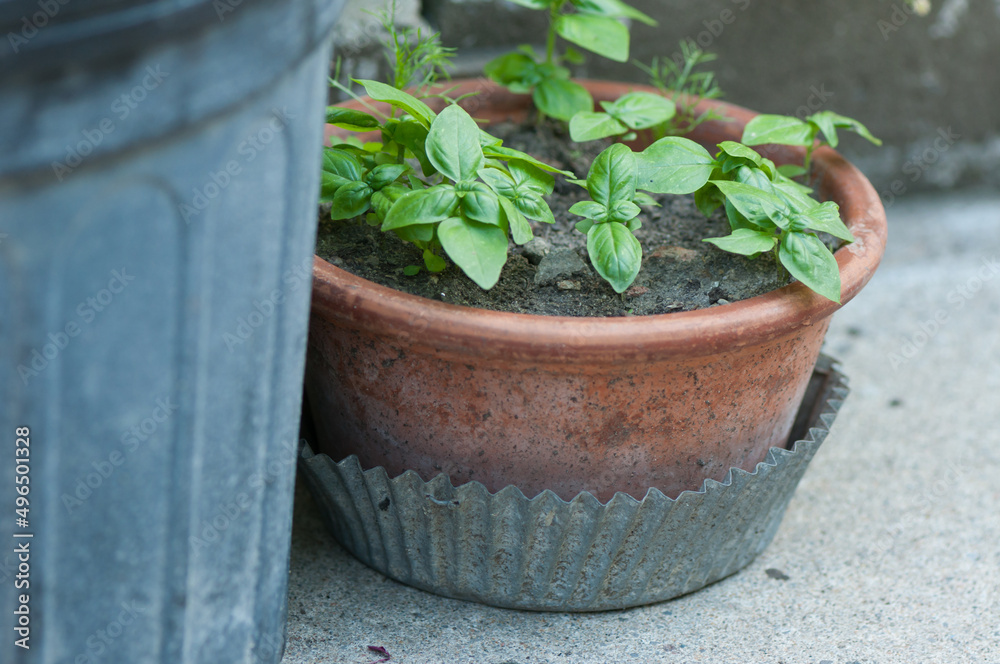 basil seedlings in a pot on the ground basil seedlings in a pot on the ground