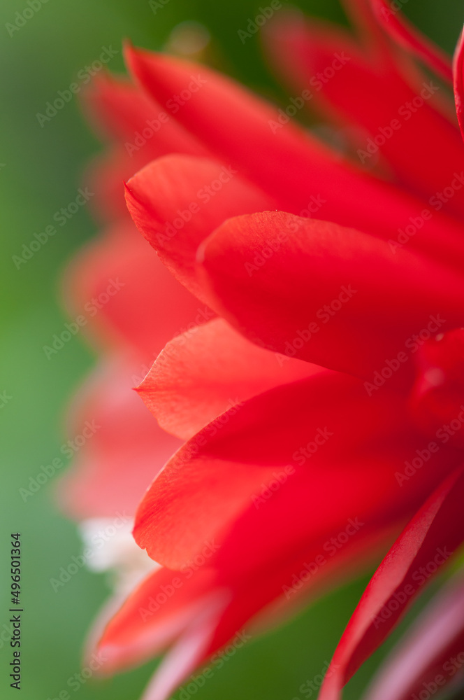 close up of a Disocactus × jenkinsonii or red orchid cactus