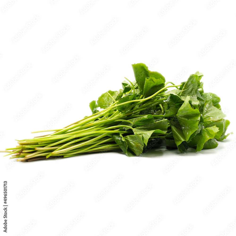 Fresh centella asiatica on white background. Fresh centella asiatica on white background.