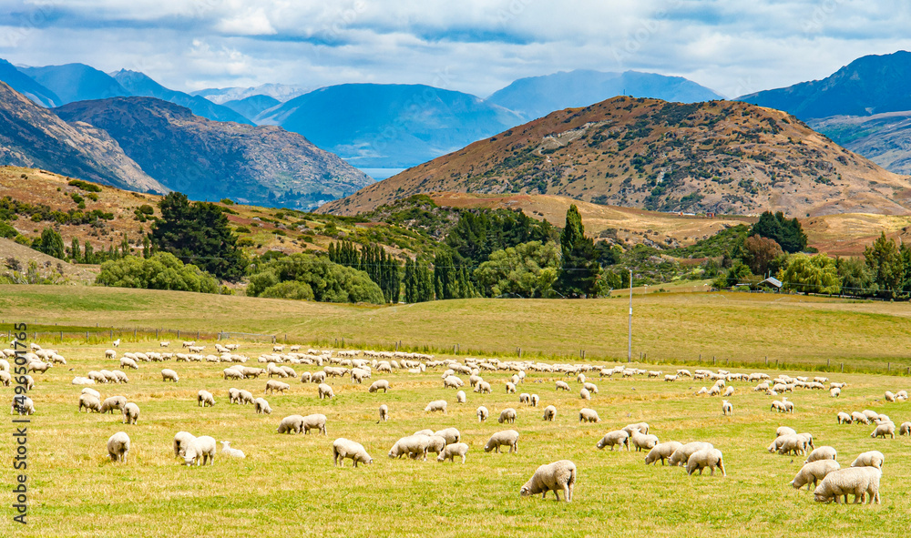 Fototapeta premium flock of sheep