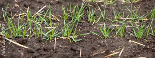 Row of young winter wheat