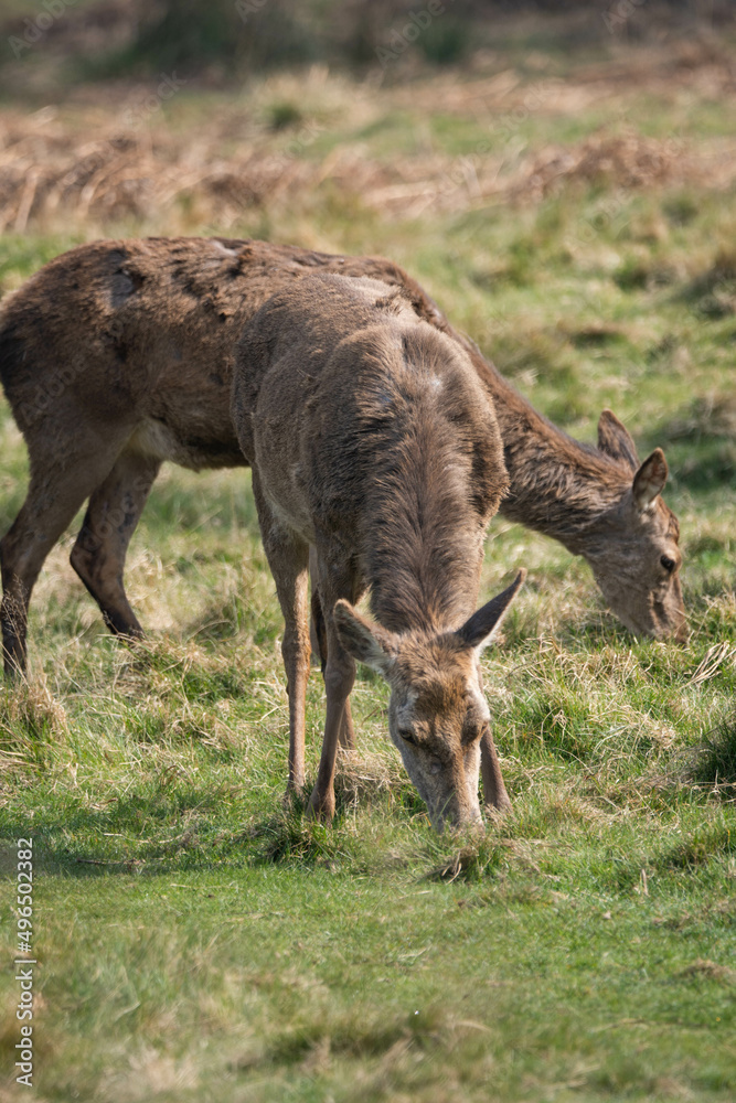 Photo of a female red deer in Richmond Park, UK during spring time. Animal in nature.