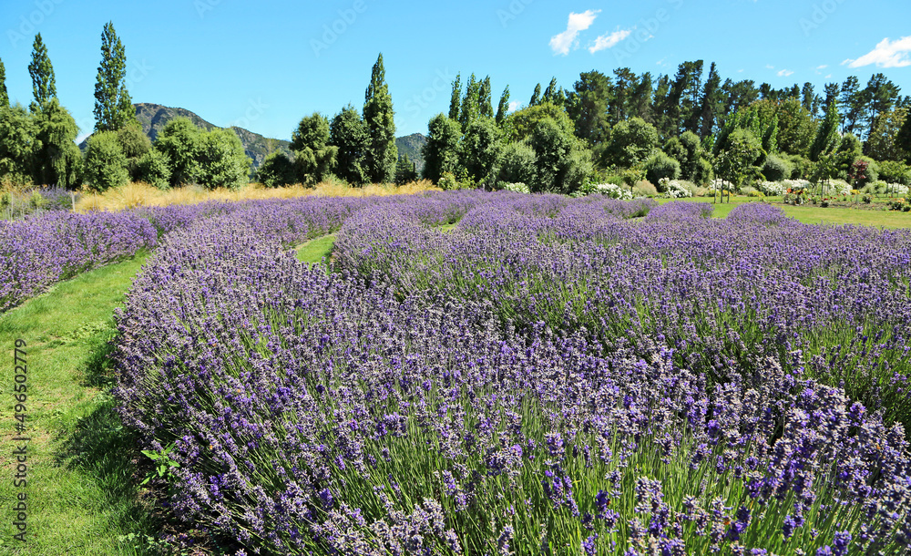 Fototapeta premium Lavender farm, New Zealand